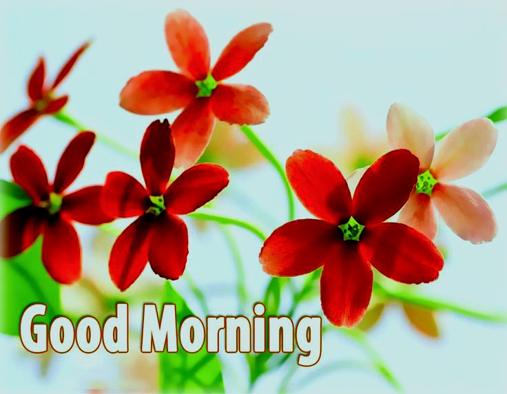 ᐅTop143+ Good Morning Images HD, Morning Pictures, Wishes