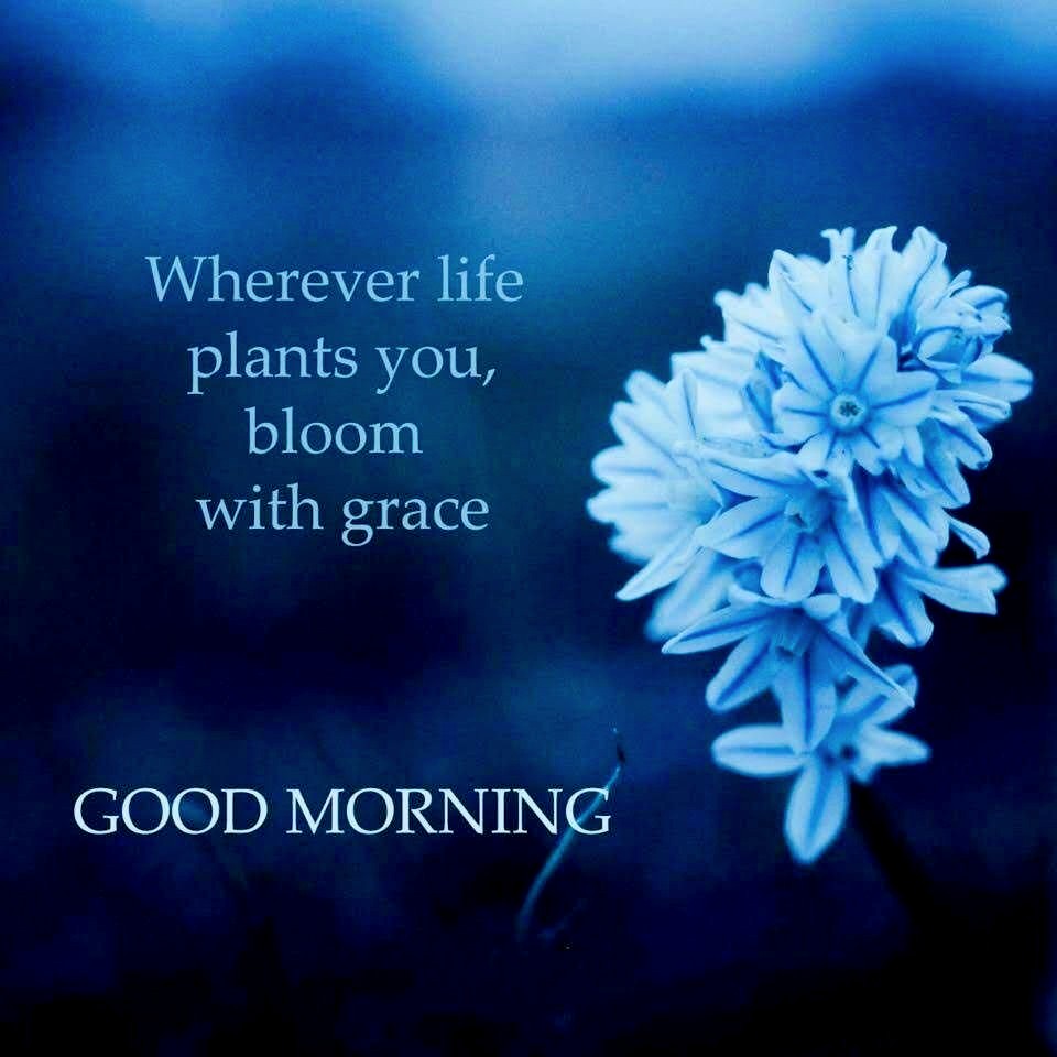 Good morning flower quotes
