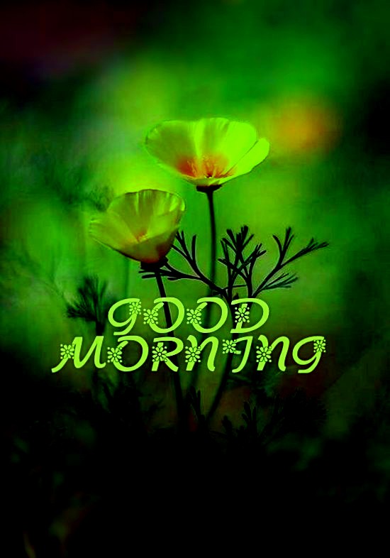 Good morning flower img