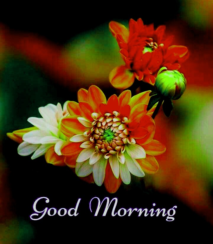 Good morning flowers free download
