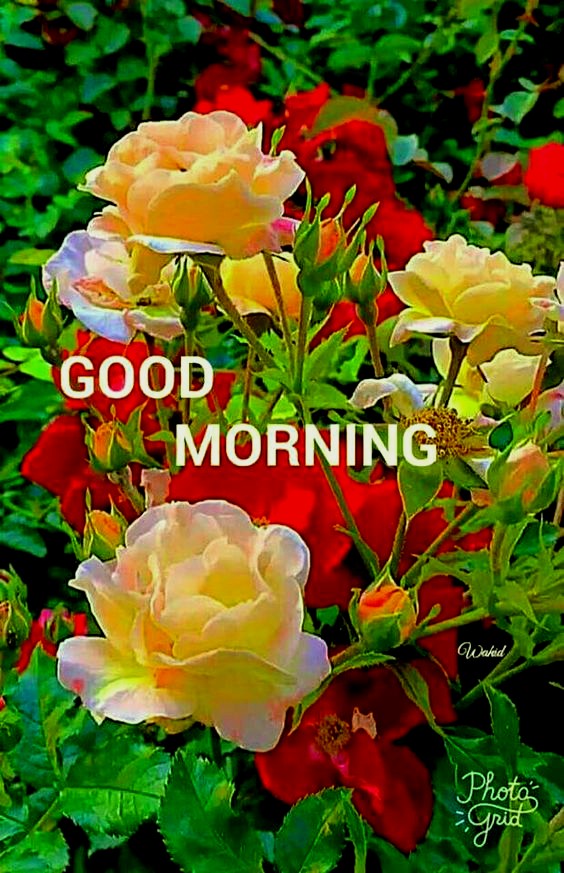 Good morning flowers wallpaper