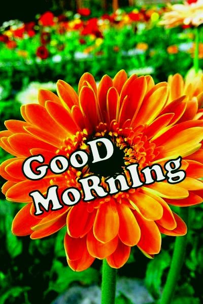 Good Morning Sun Flowers Images | Good morning