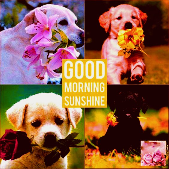 Good morning with dog