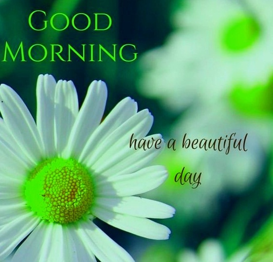 beautiful good morning images with flowers