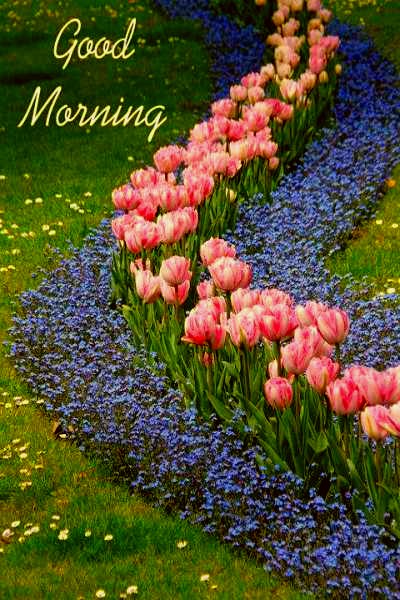good morning flowers hd
