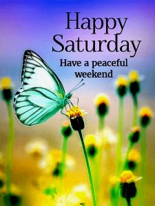 good morning it's saturday