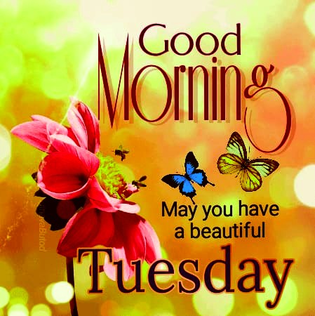 Tuesday morning, Good Morning Happy Tuesday: Wishes, images and quotes for  WhatsApp