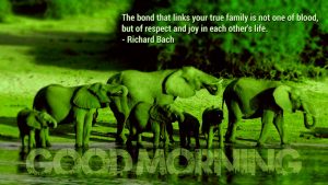 Good Morning Images with Quotes