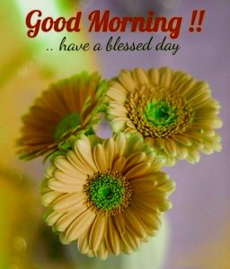good morning images with flowers hd