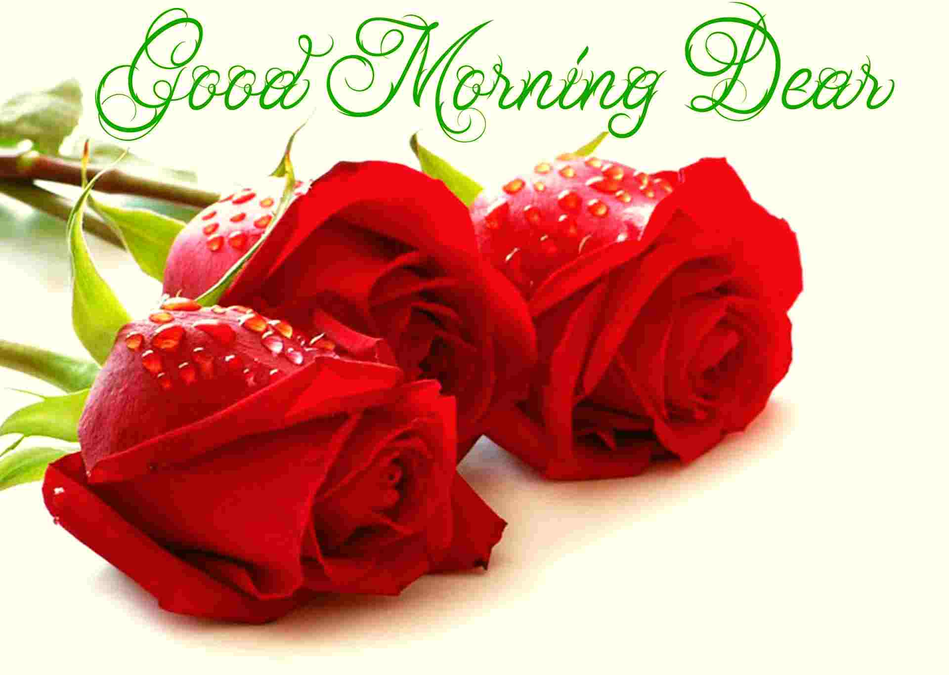good morning roses