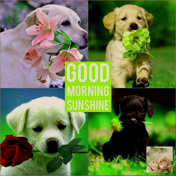 Happy Good Morning Images