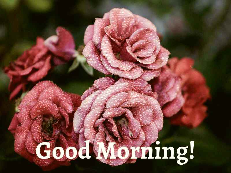 Good Morning Flowers