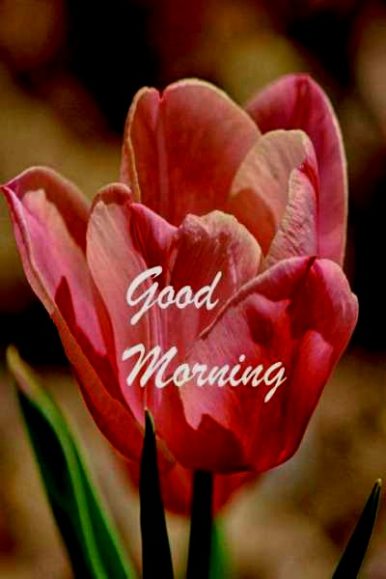 40+ Good Morning Wishes with Flowers Images, Pictures