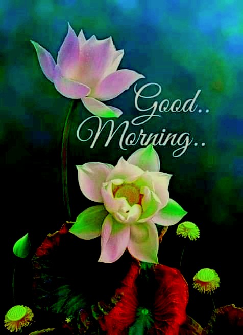 good morning wishes with flowers