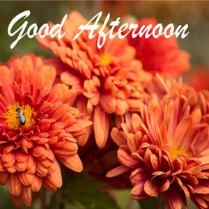Good Afternoon Anime GIF