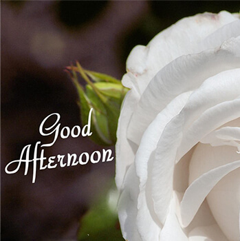 Good Afternoon GIF Animation | Good Afternoon GIF Animation