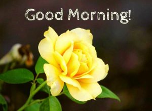 Good Morning Images HD 1080p Download