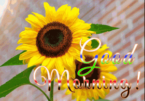 Winter good morning gif