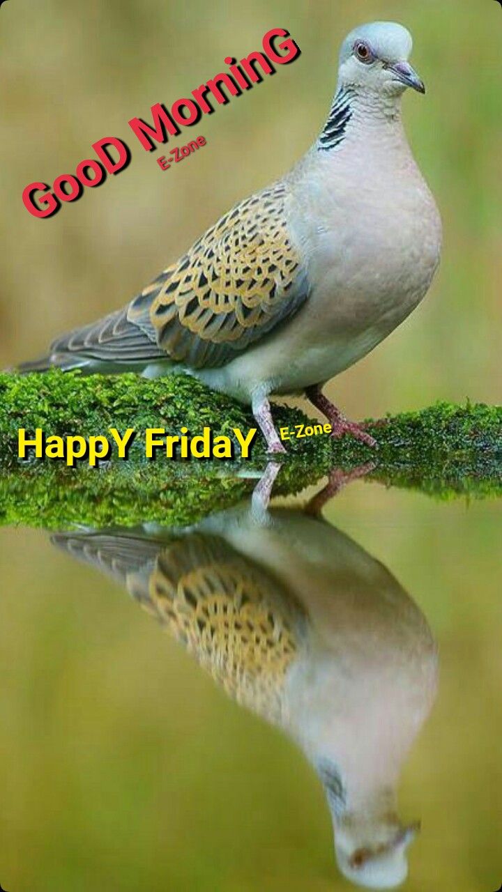 Good Morning Happy Friday Images