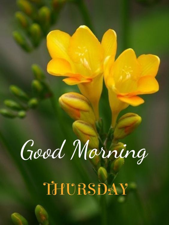 Good Morning Thursday Images