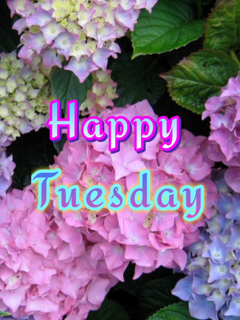 ᐅTop143+ Happy Tuesday Images, Pictures, Photos, GIFs