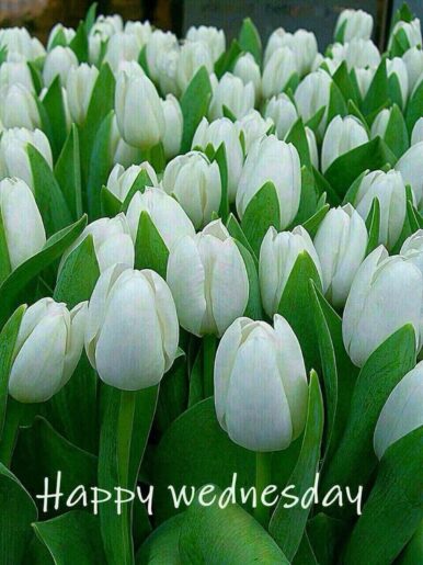 ᐅTop143+ Happy Wednesday Images, Pictures, Photos