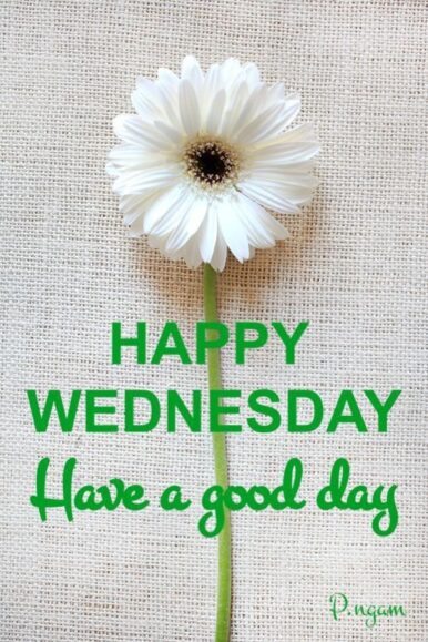 ᐅTop143+ Happy Wednesday Images, Pictures, Photos