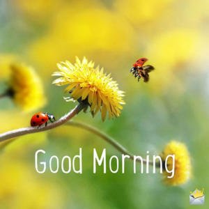 Bjackson good morning images