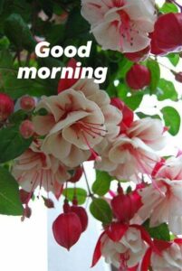 Daisybug good morning images