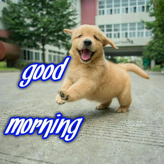 Good Morning Puppy images