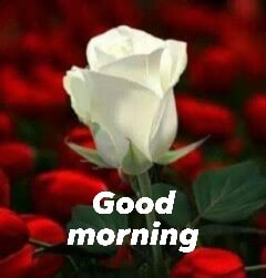 Good Morning image rose flower