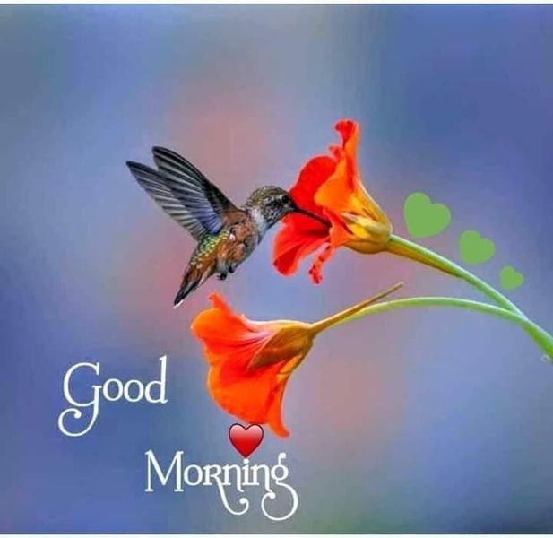 Good morning Hummingbird images