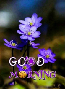 Good morning beautiful images gif