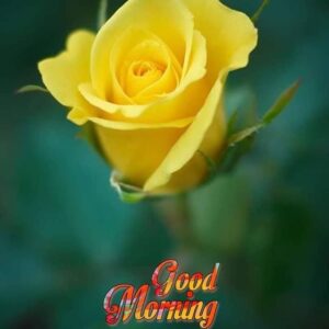 Good morning blessed Monday images