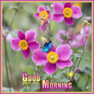 Good morning friends gif images