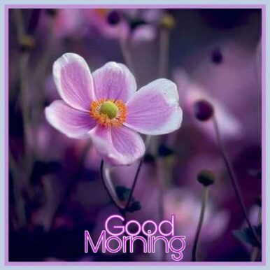 Purple good morning images