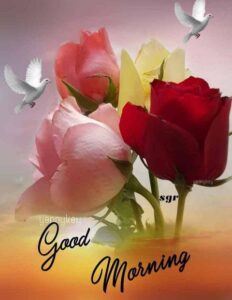 Roses good morning images