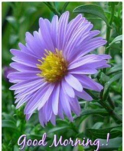 Animation Good Morning images