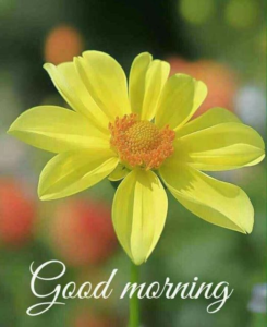 Funny Good Mornings images