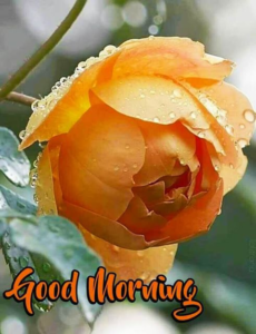 Good Morning All images