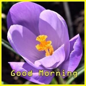 Good Morning Beautiful images
