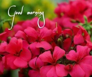 Good Morning Black images