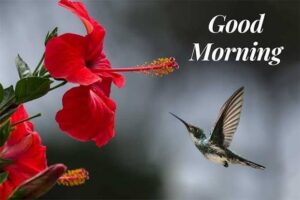 Good Morning Butterfly images