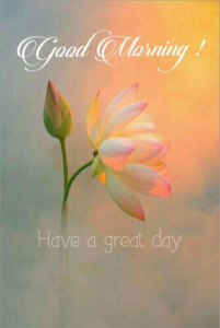 Good Morning Dear Friend images