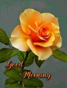Good Morning Flower Images