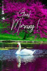 Good Morning Friday images