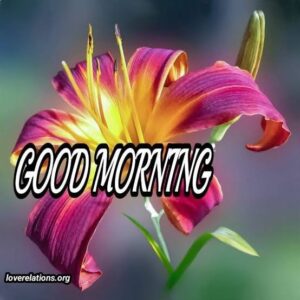 Good Morning Happy Friday images