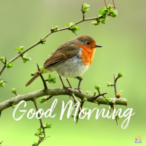 Good Morning Images For Friends