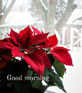 Good Morning Images Thursday