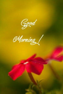 Good Morning Images funny